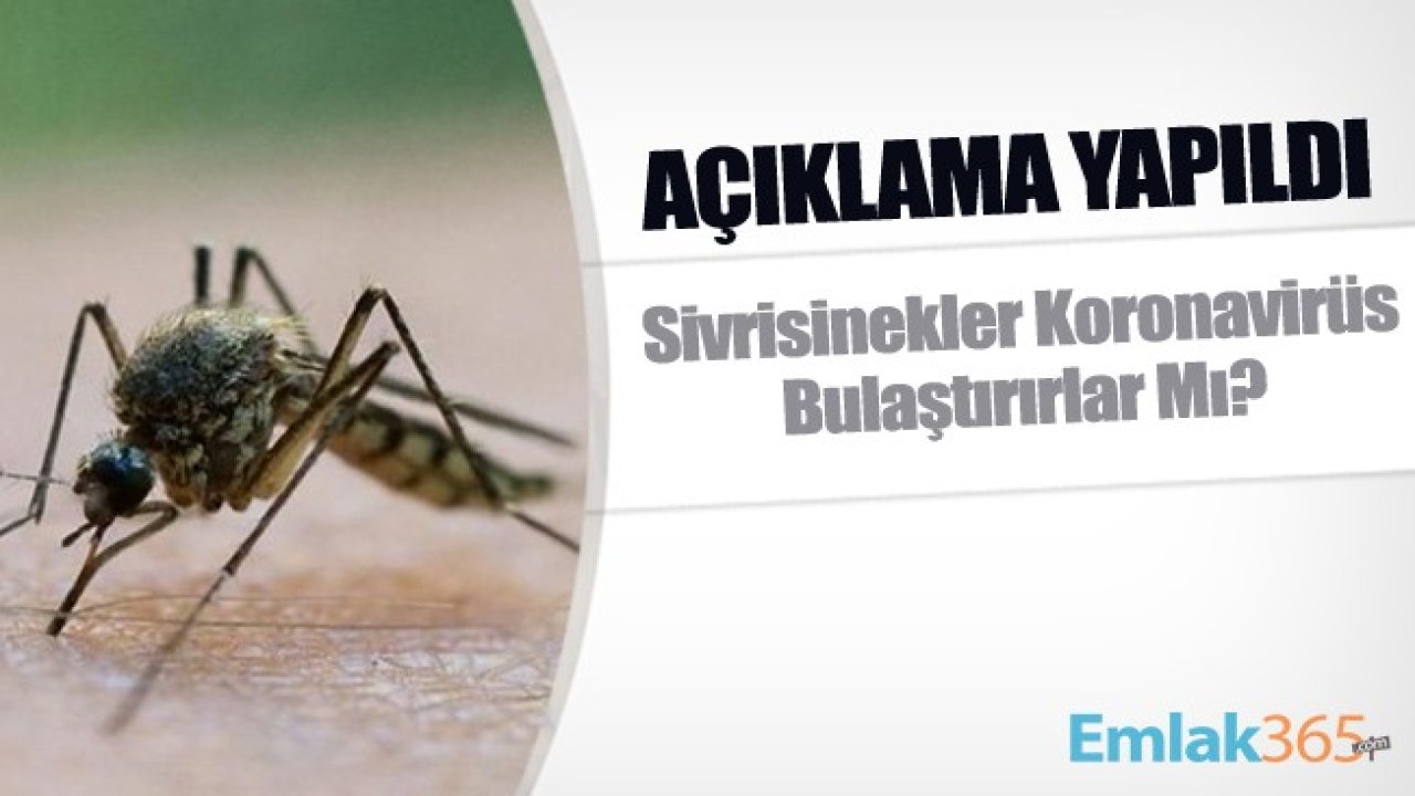 Sivrisinekler Koronavirüs Bulaştırır Mı? Dünya Sağlık Örgütü Açıkladı! Koronavirüs Nasıl Bulaşır?