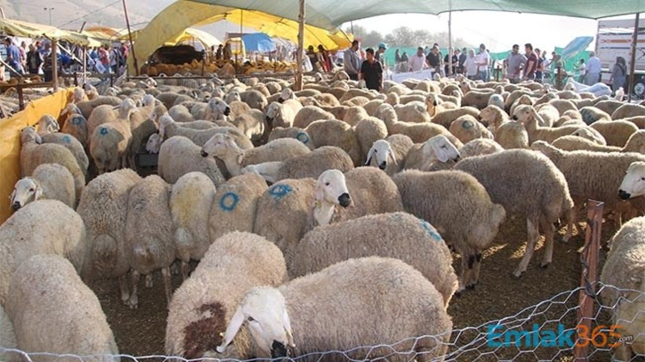 Kurban Bayramında Uygulanacak Kurallar Belirlendi! Bu Kurallara Uymayanlar Para Cezası Ödeyecekler!