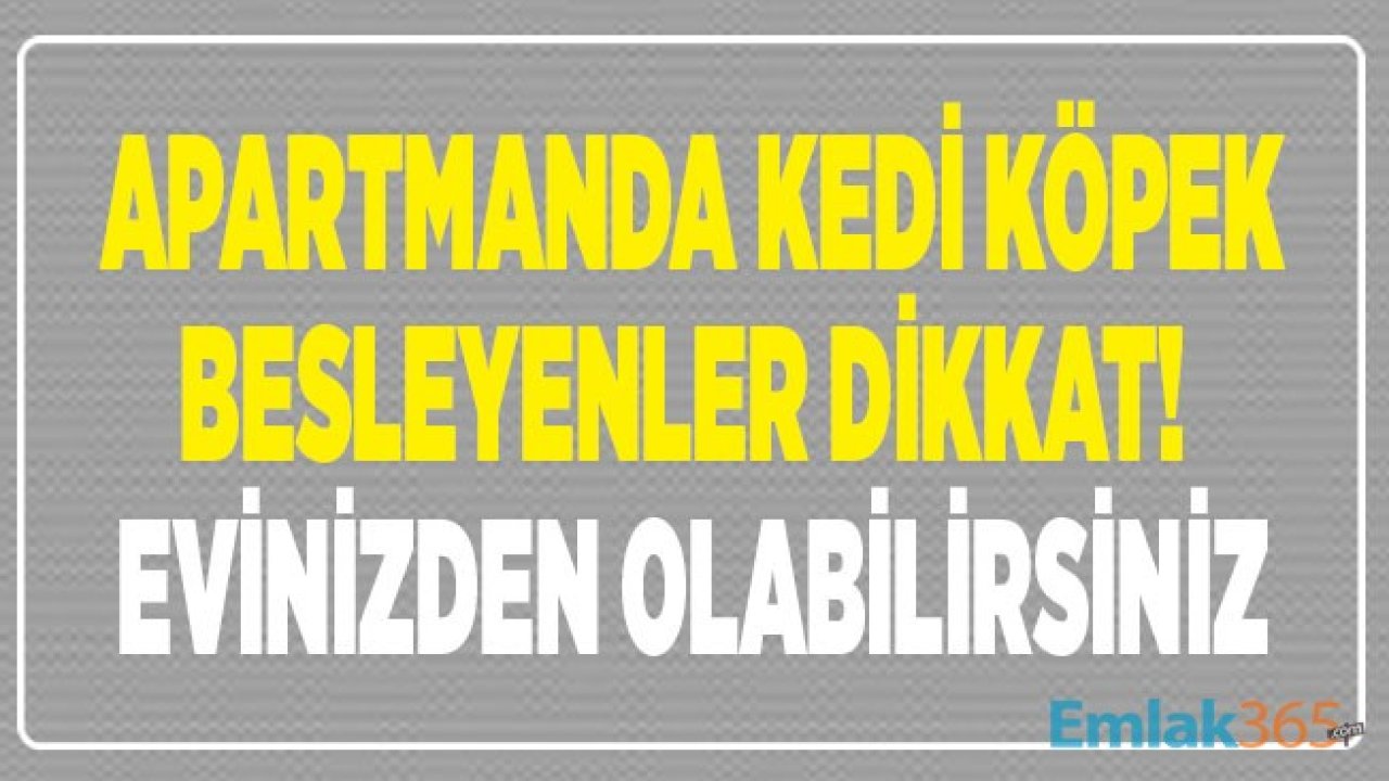 Apartman Yönetim Planı İle Evde Kedi Köpek Besleyen Kişiler Evlerinden Olabilir! Apartmanda Hayvan Beslemek Yasak Mı, Konuttan Tahliye Kararı Çıkabilir Mi?