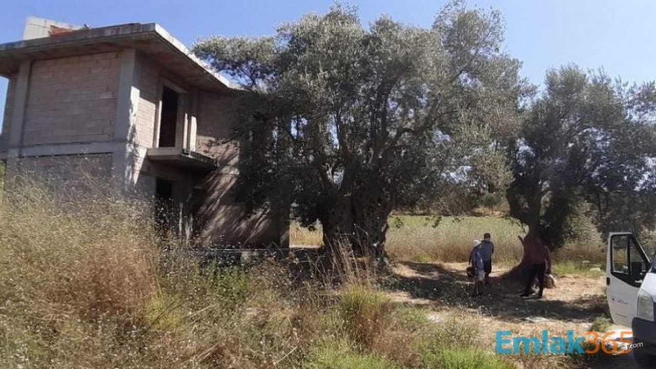 Kuşadası'nda 1.500 Yıllık Zeytin Ağacının Yanına Yapılan Villa Alınan Kararla Yıkıldı