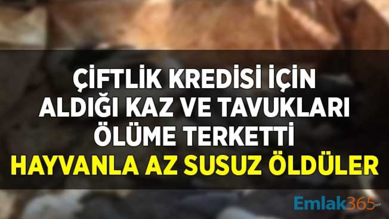 Çiftlik Kredisi Çekmek için Kaz, Tavuk Aldı, Krediyi Kullandıktan Sonra Hayvanları Aç Susuz Ölüme Terketti