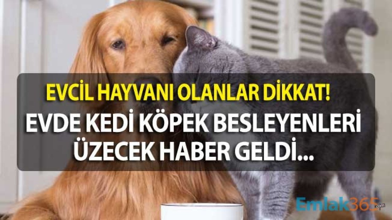 Ev Sahibim Köpeğimi İstemiyor! Evde Kedi Köpek Beslemek Yasak Mı, Apartmanda Köpek Besleyenler Evden Çıkarılabilir Mi?