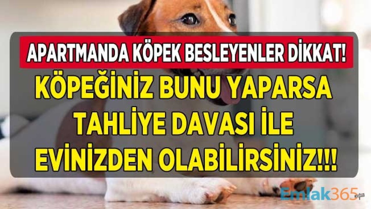 Evinde Köpek Besleyenler Dikkat! Apartmanda Köpeğiniz Bunu Yaparsa, Tahliye Davası İle Evinizden Olabilirsiniz