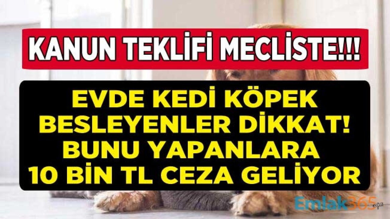 Evinde Kedi, Köpek, Evcil Hayvan Besleyenler Dikkat! Hayvan Hakları Kanun Teklifi Meclise Geliyor, 10 Bin TL Para Cezası Verilecek