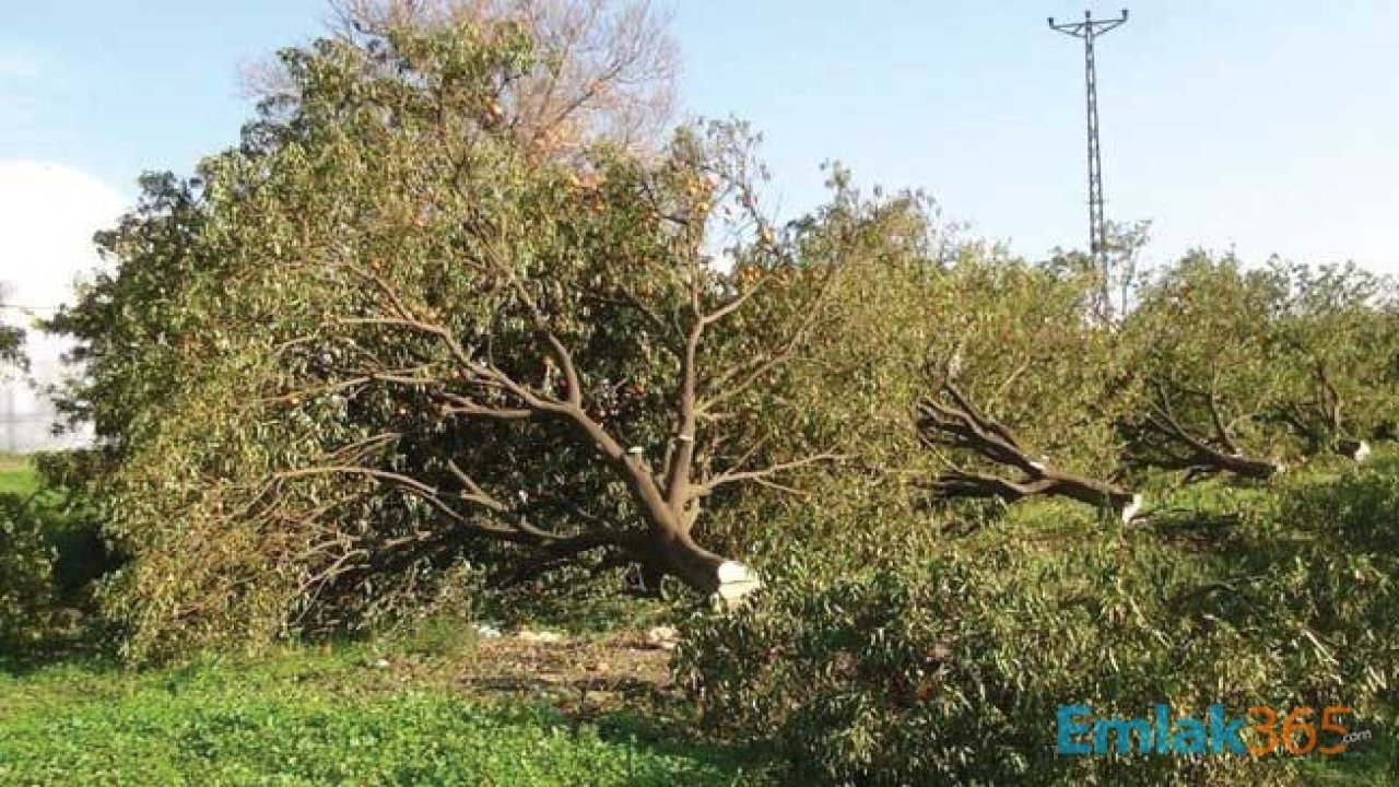 Antalya'da Kardeşler Arasında Miras Kavgası Ağaç Katliamına Dönüştü, Ağaçları Katlettiler!