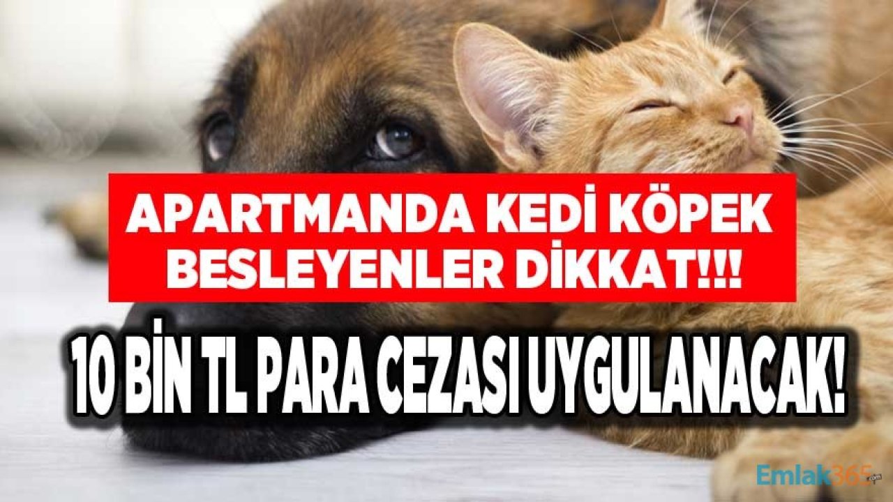 Apartmanda Kedi Köpek Besleyenler Dikkat! Hayvan Hakları Kanun Teklifi Meclise Geliyor