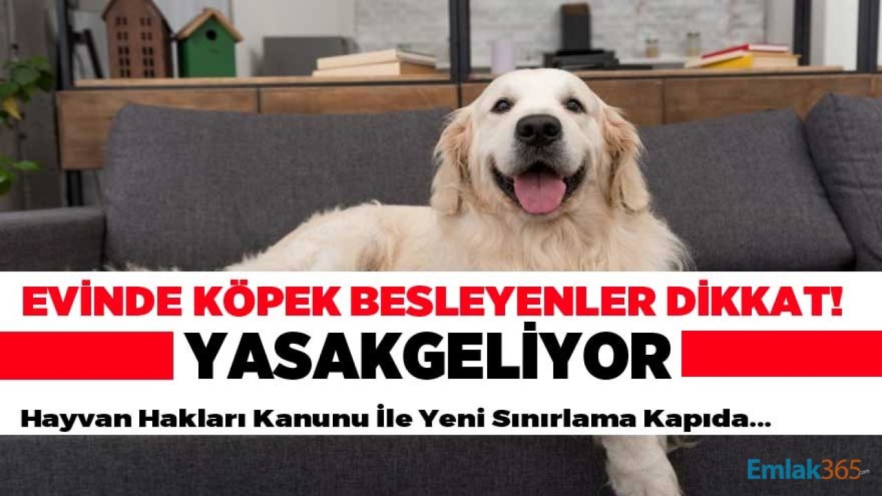 Evinde Köpek Besleyenler İçin Son Dakika Gelişmesi: Hayvan Hakları Kanunu İle Sınırlama Kararı Geliyor!