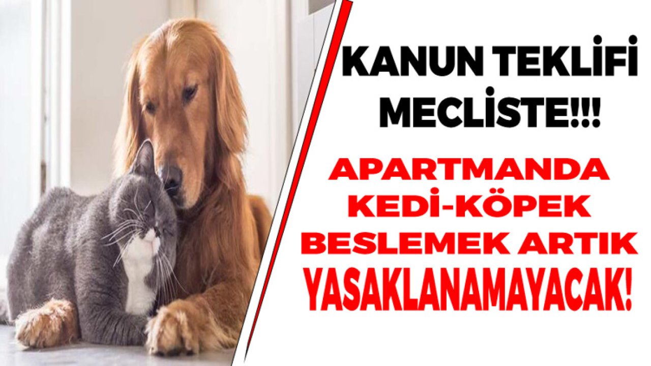 Kanun Teklifi Mecliste! Apartmanda Kedi Köpek Beslemek Yasaklanamayacak