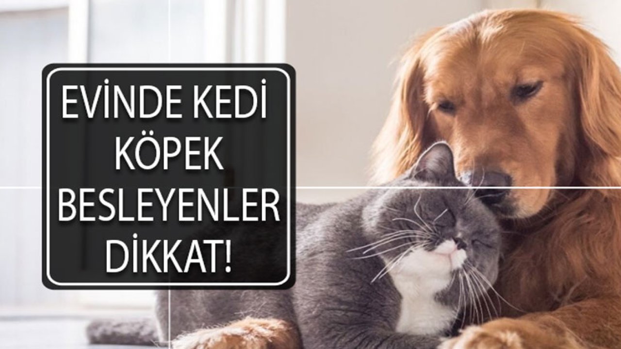 Evinde Kedi Köpek Besleyenlere Uyarı! Çip Taktırma Zorunluluğu Başladı