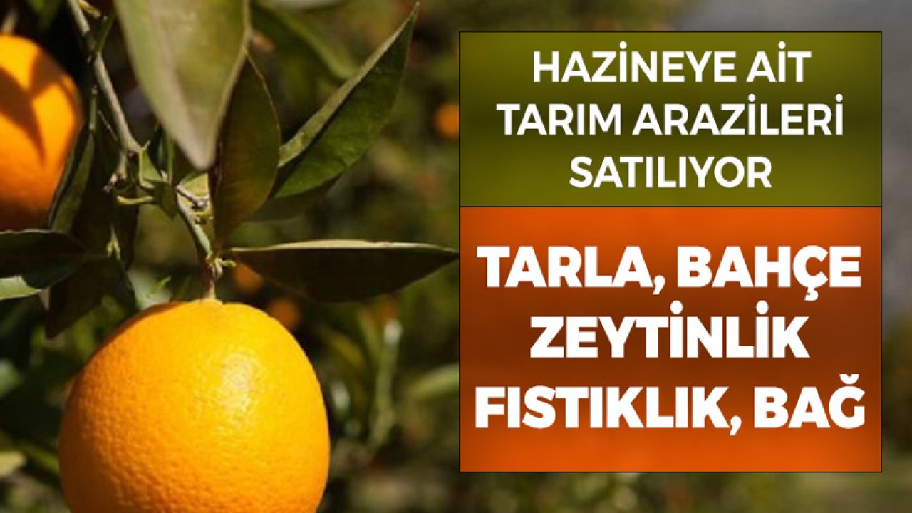 Hazineye Ait Bağ, Bahçe, Tarla, Zeytinlik, Fıstıklık Araziler Satılıyor