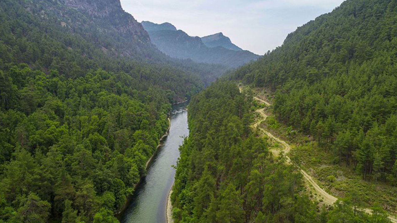 Muğla Ortaca ve Dalaman'da Yer Alan Sığla Ormanlarının Kesin Korunacak Alanları Yeniden Belirlendi