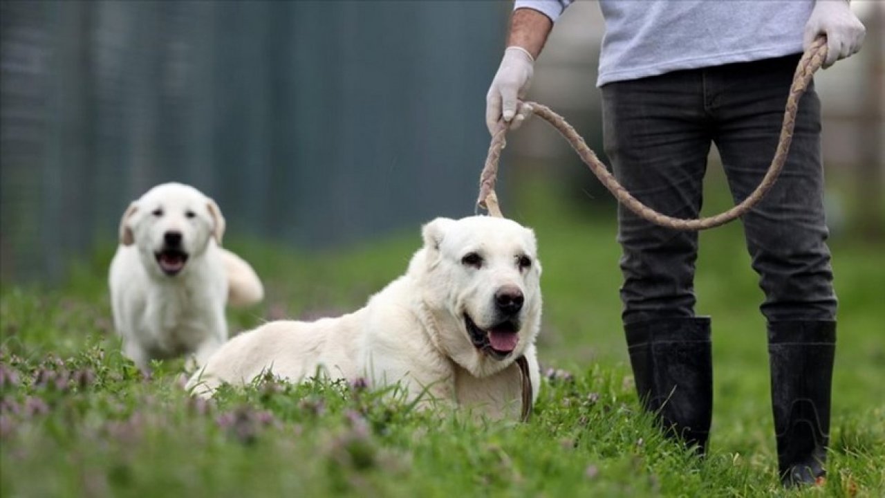 Hayvanseverler Dikkat! Bunu Köpeğine Taktırmayanlara 10 Bin TL Ceza Kesilecek!