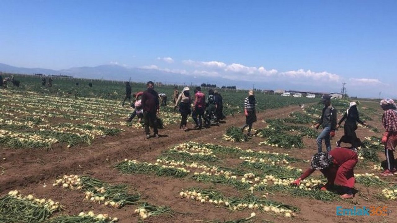 Tarım İşçileri Sokağa Çıkma Yasaklarından Nasıl Muaf Olacaklar?