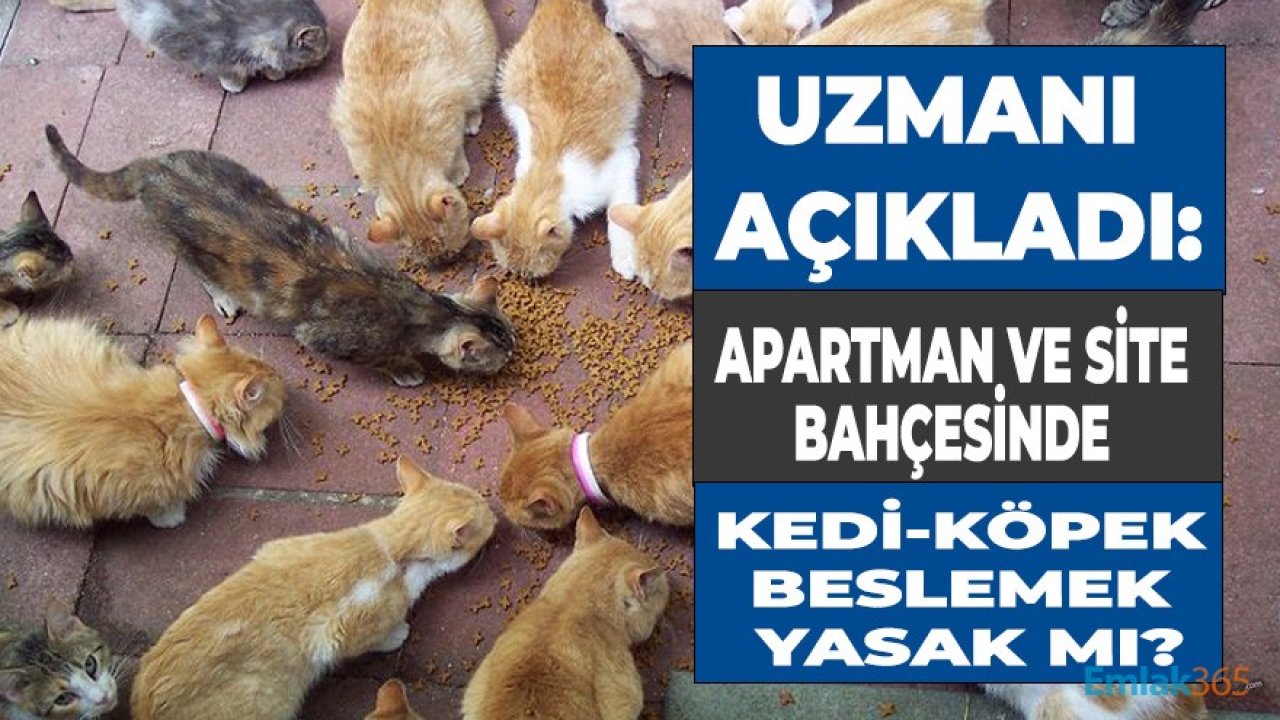 Site ve Apartman Bahçesinde Kedi Köpek Beslemek Yasak Mı?