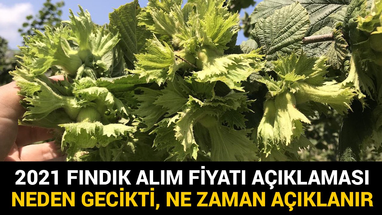 2021 Fındık Alım Fiyatı Açıklaması Neden Gecikti, Cumhurbaşkanı Erdoğan Ne Zaman Açıklayacak?