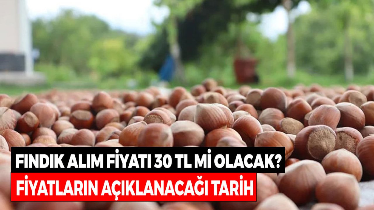 Fındık Hasadı Başladı! TMO 2021 Fiyat Alım Tarifesi 30 TL Mi Olacak?