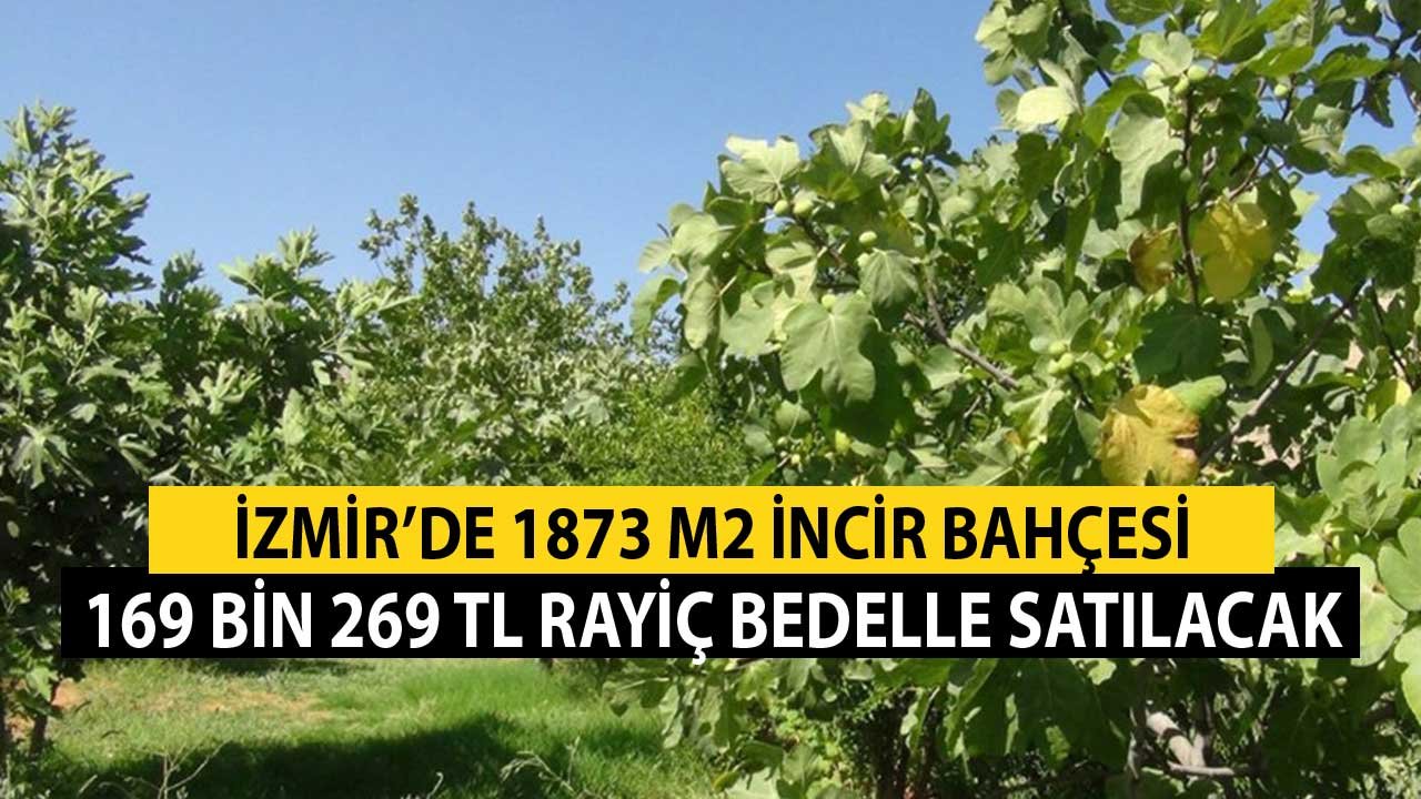 İzmir'de 1873 m2 İncir Bahçesi 160 Bin 269 TL Rayiç Bedelle Satılacak