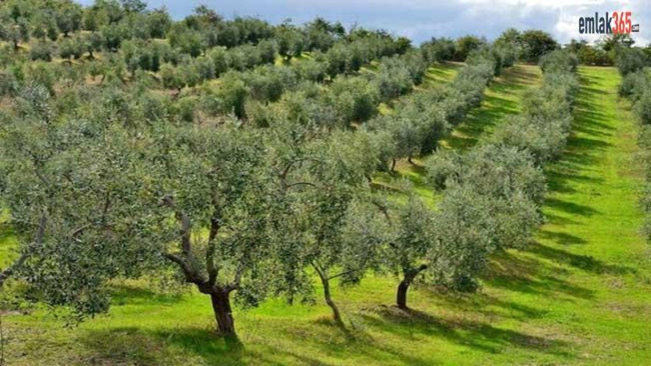 Kentsel Dönüşüm Ormanı Daire Başına 2 Zeytin Ağacı Dikilerek Büyütülüyor