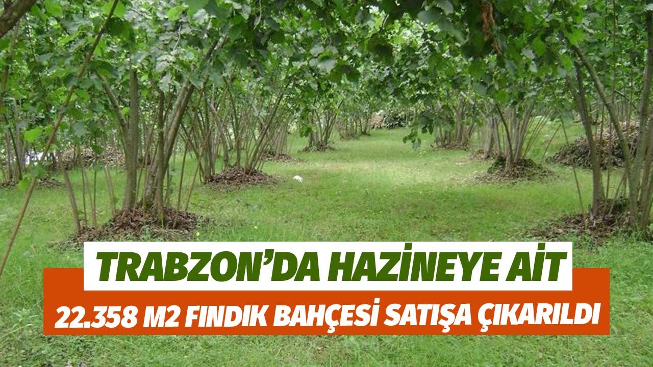 Trabzon'da Hazine Mülkiyetinde 22 Bin 358 m2 Fındık Bahçesi Satışa Çıkarıldı