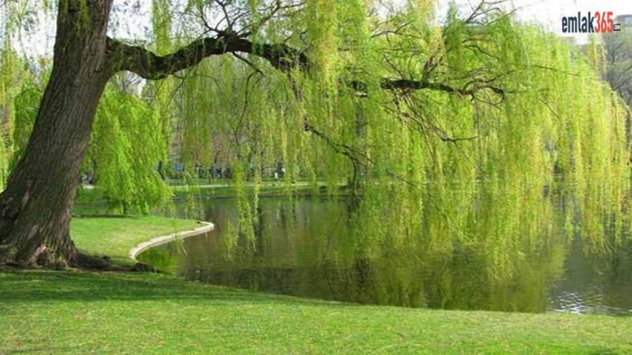 İstanbul'a İkinci Millet Bahçesi Nereye Yapılacak Belli Oldu