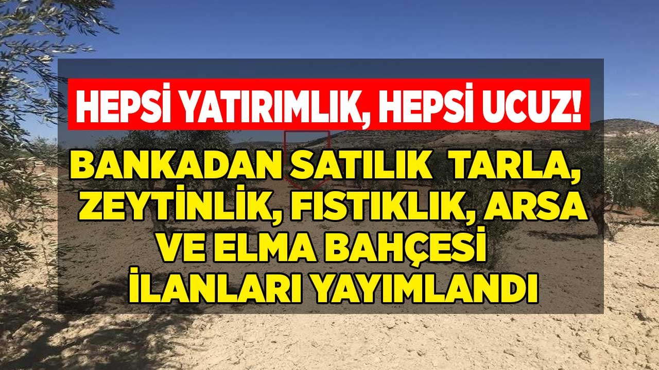 Hepsi Yatırımlık! İş Bankası Bankadan Satılık Tarla, Arsa, Fıstıklık, Elma Bahçesi ve Zeytinlik İlanları Yayımladı