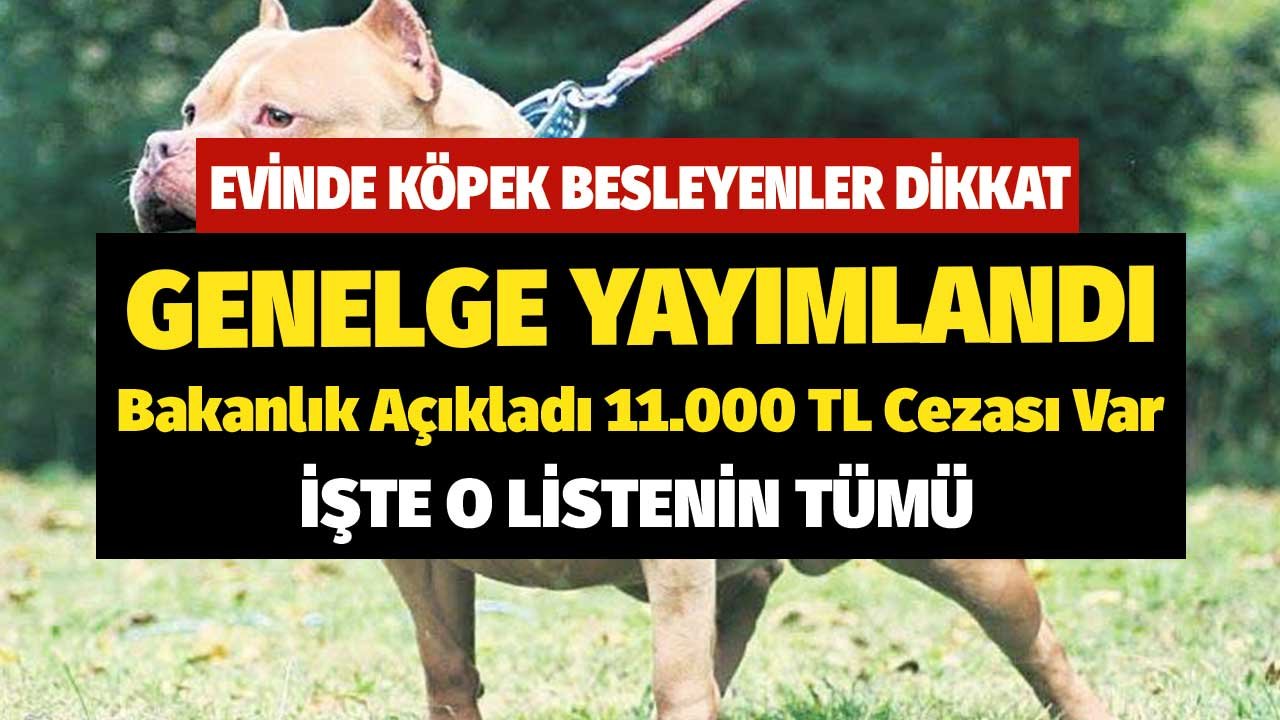 Evinde Köpek Besleyenler Dikkat! Bakanlık Açıkladı 11.000 TL Cezası Var Ödemek Zorunda Kalabilirsiniz