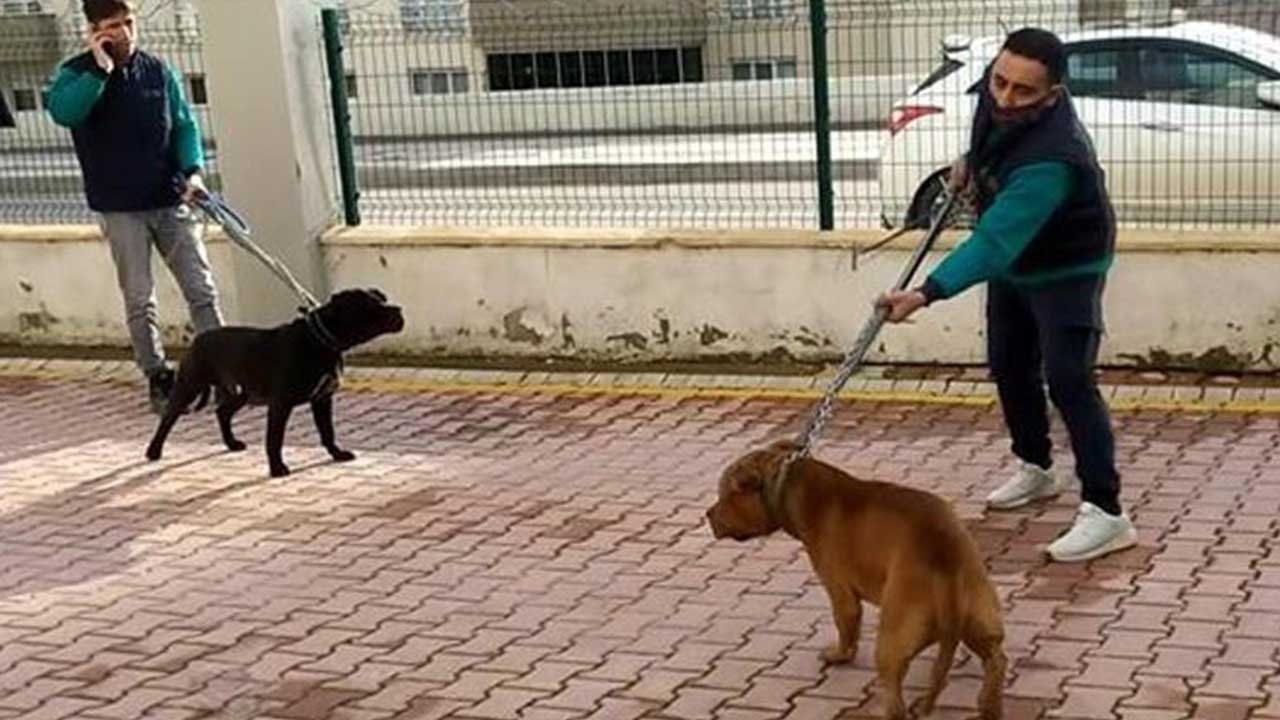 Bir Pitbull Dehşeti Daha! Gaziantep'te 4 Yaşındaki Kız Çocuğuna Saldırdılar Hayati Tehlikesi Var