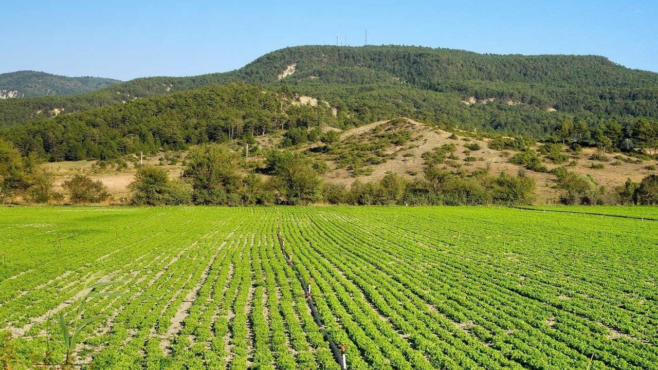 Yatırım Yapmak İsteyen Kişilere 10.6 Milyar Liralık Hazine Arazisi Desteği!