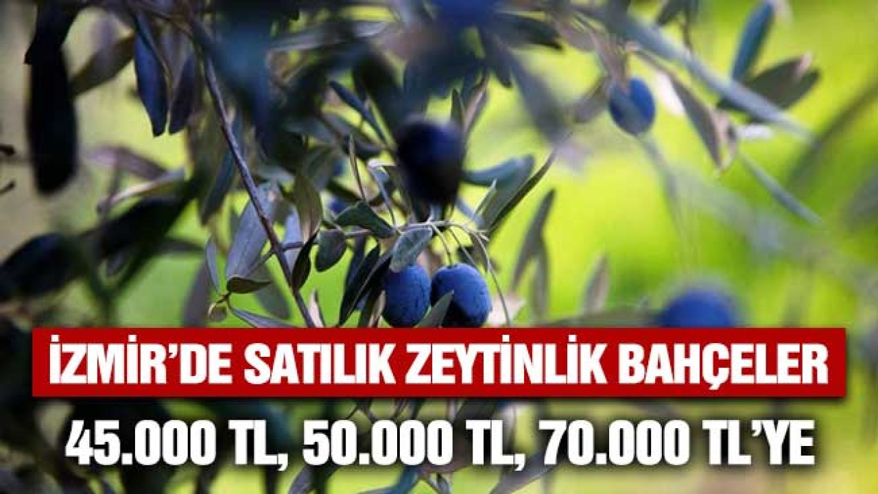 İzmir'de Satılık Zeytinlik Bahçeler! 50.000 TL, 70.000 TL, 80.000 TL