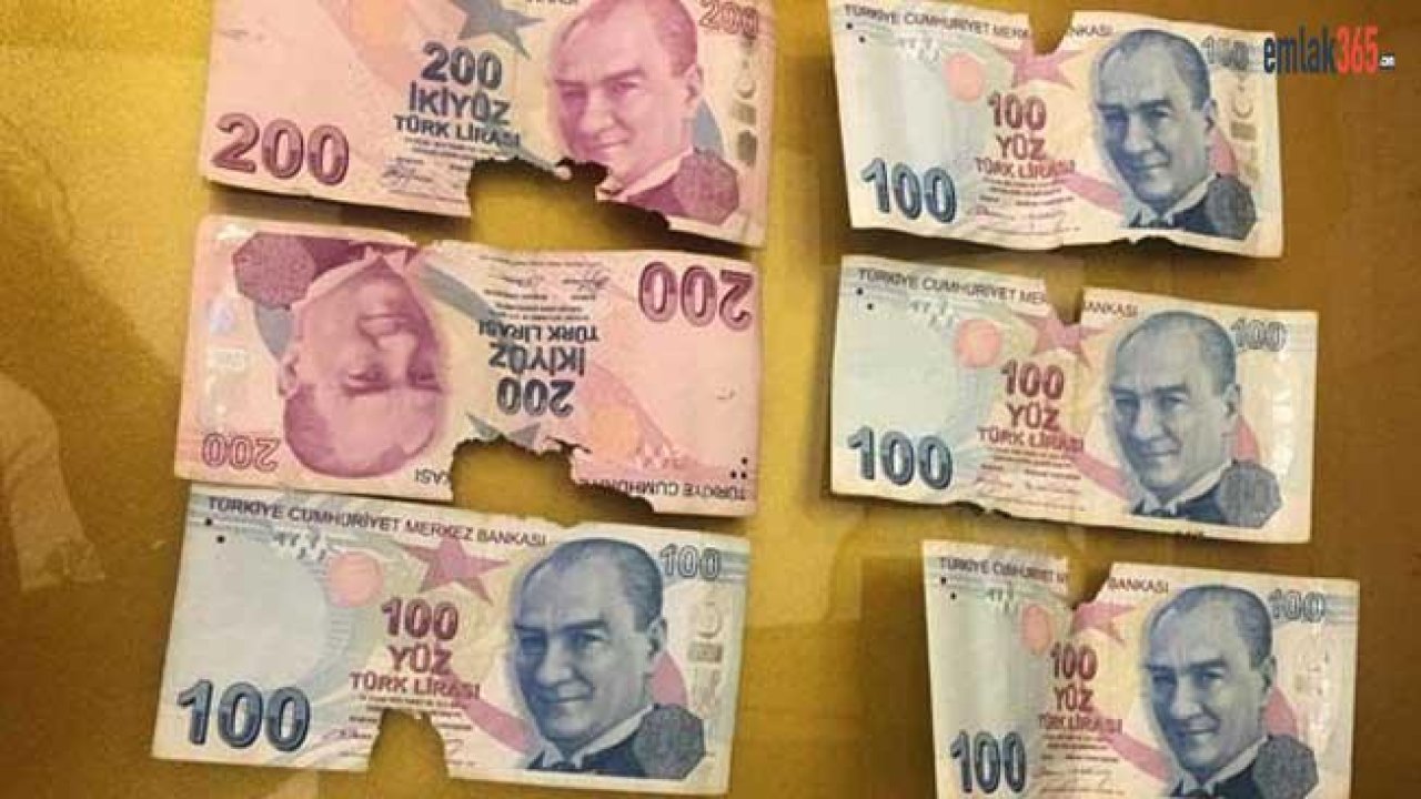 Evde Sakladığı Biriktirdiği Paraları Fare Kemirdi