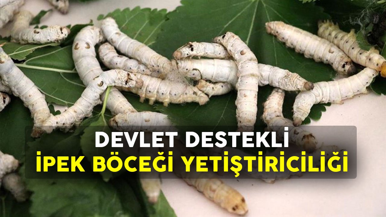 2022 Devlet Destekli İpek Böceği Yetiştiriciliği Şartları Nelerdir?