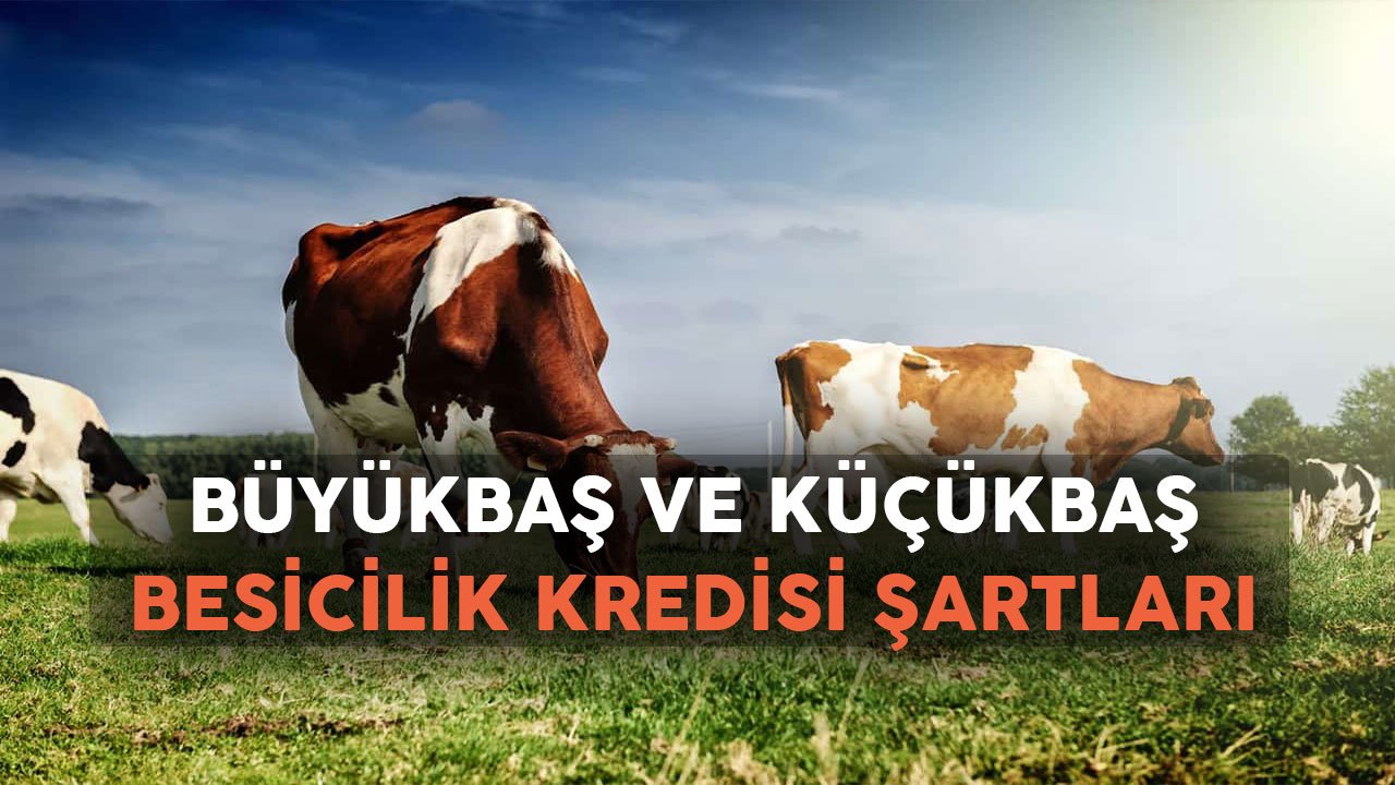 Büyükbaş ve Küçükbaş Destek Paketi Açıklandı! 2022 Besicilik Kredisi Nasıl Alınır?