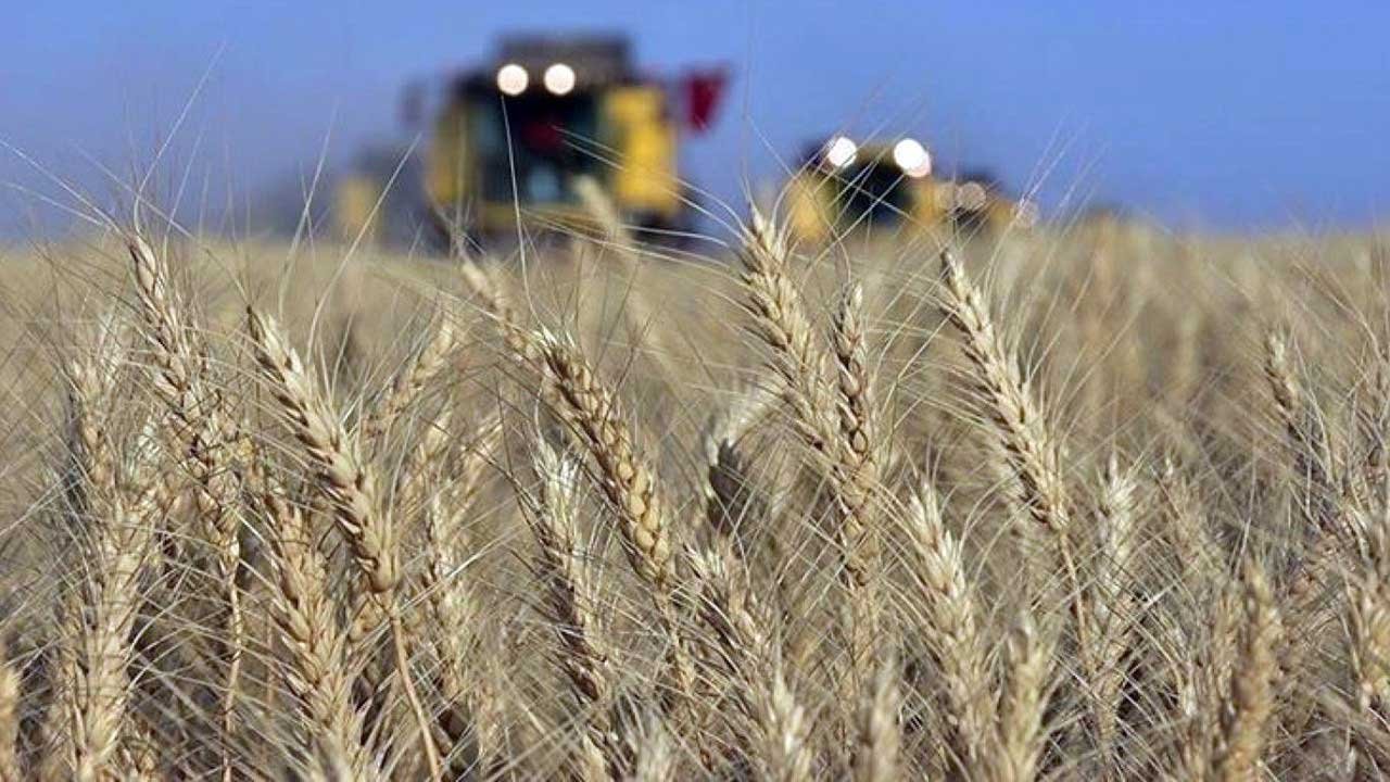 Kriz baş gösterdi buğday ve mısır fiyatları uçuşa geçti! Una, ekmeğe zam beklentisi