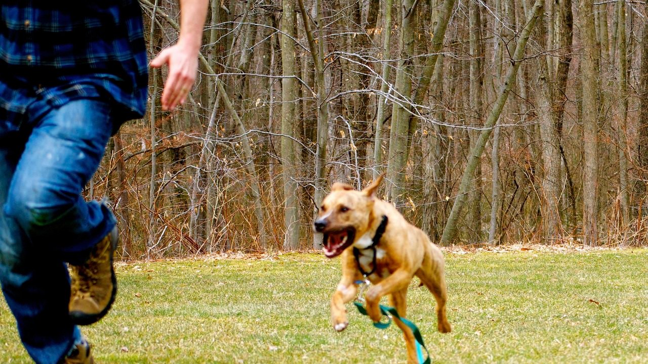 8 Yaşındaki Çocuk Uçurtmanın Peşinden Koşarken Başıboş Köpeklerin Saldırısına Uğradı