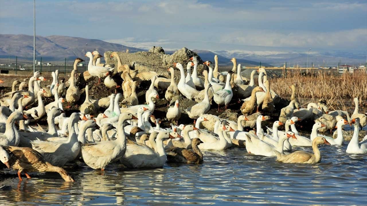 Hayvancılık Faaliyetleri İçin Hibe Kredi Destekleri Bir Bir Açıklanıyor: Kaz Yetiştiriciliği Hibesi Nasıl Alınır?