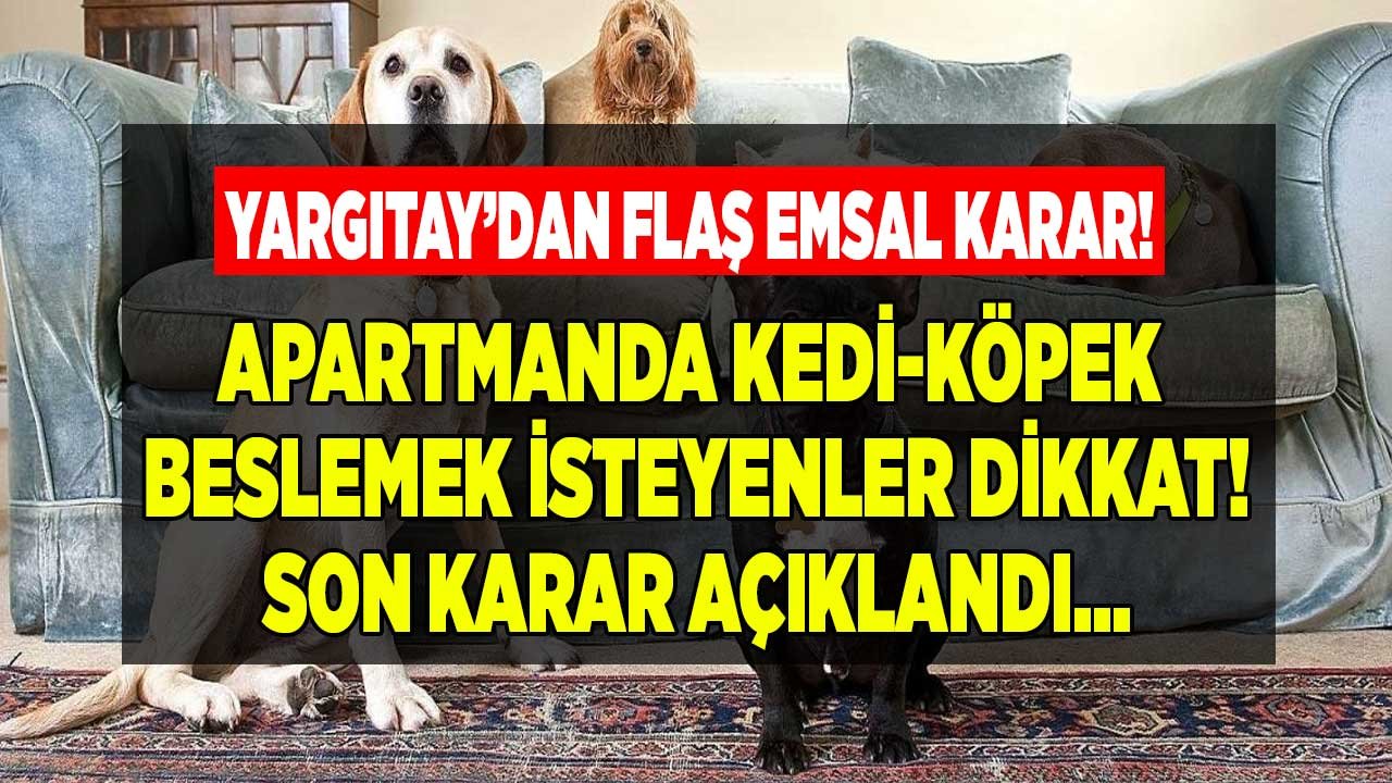 SON DAKİKA: Yargıtay Emsal Kararı Açıkladı! Apartmanda Kedi Bakmak, Köpek Beslemek Yasak Mı 2022?