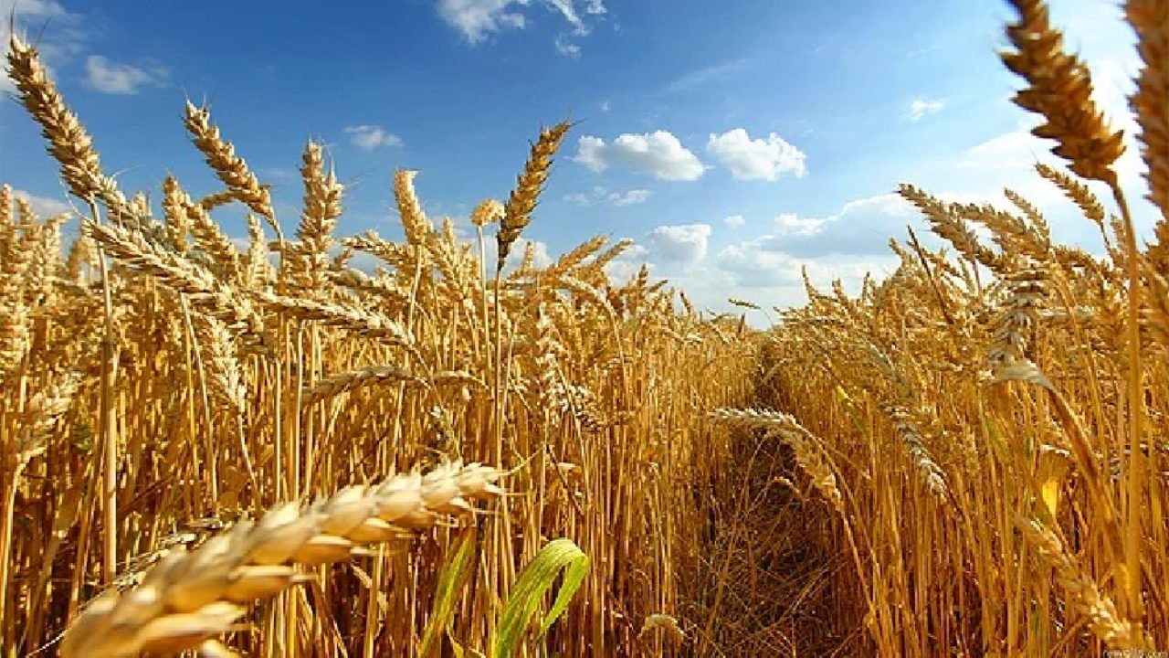 Bu İddia Doğruysa Yer Yerinden Oynar! Sadece 10 Haftalık Buğday Stoku Kaldı!