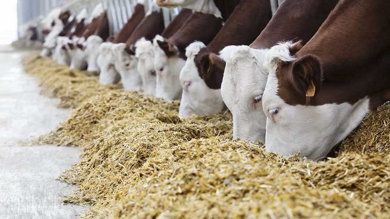 Hayvancılık Yapacaklar Dikkat! Hibe Kredi Paketi İle 30 Bin TL’ye Varan Destekler Sunuldu!