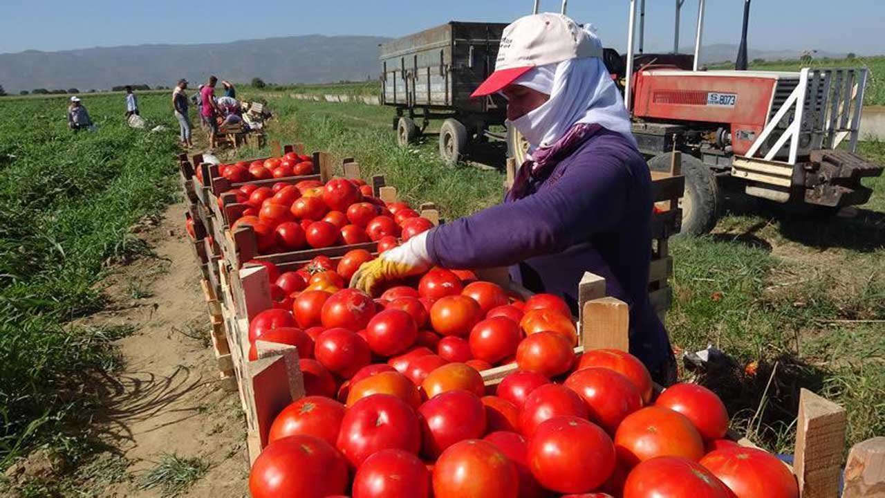 Artan maliyetler çiftçileri isyan ettirdi: Domates fiyatları zam şampiyonu olacak!