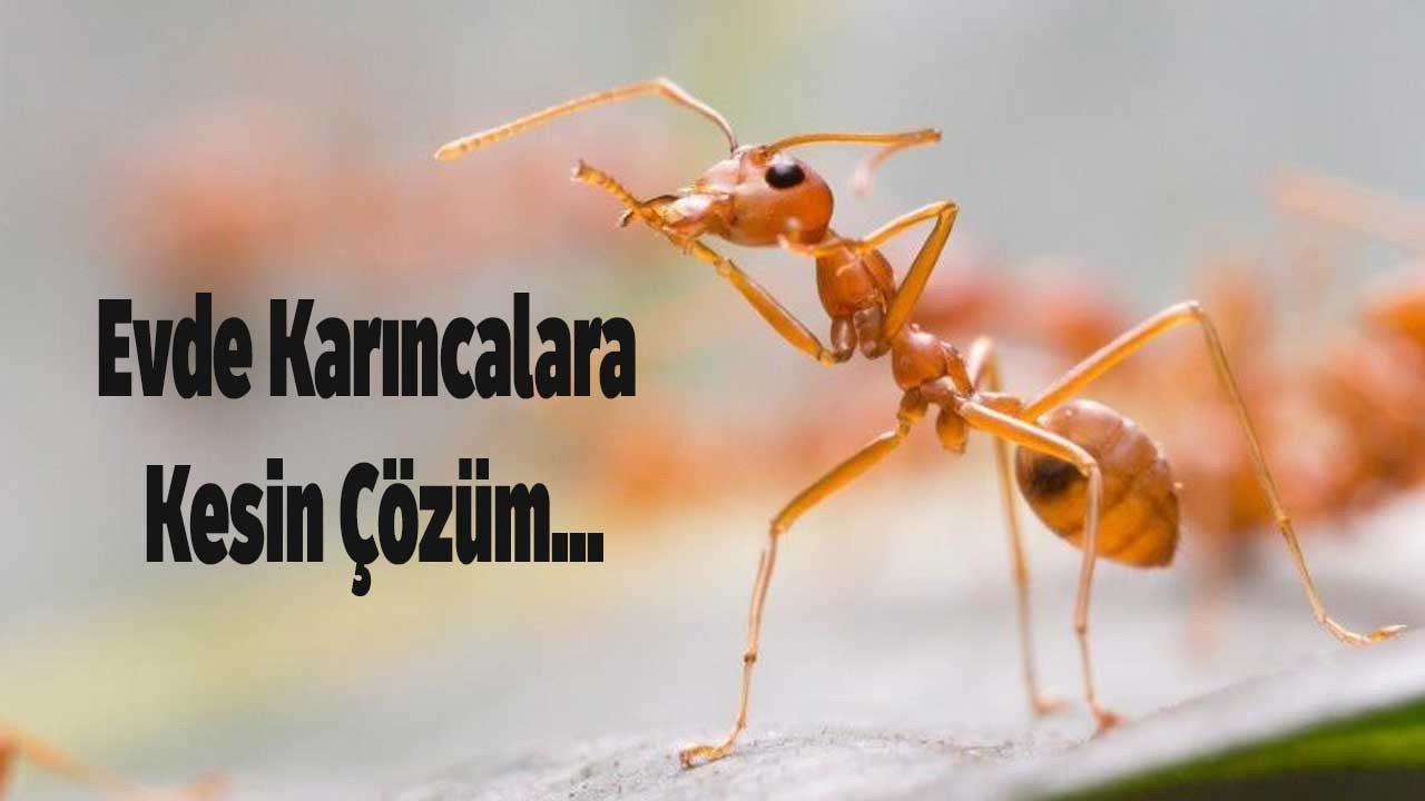 Evde Karıncalar Nasıl Gider Diyenlere Karıncaya Kesin Çözüm!