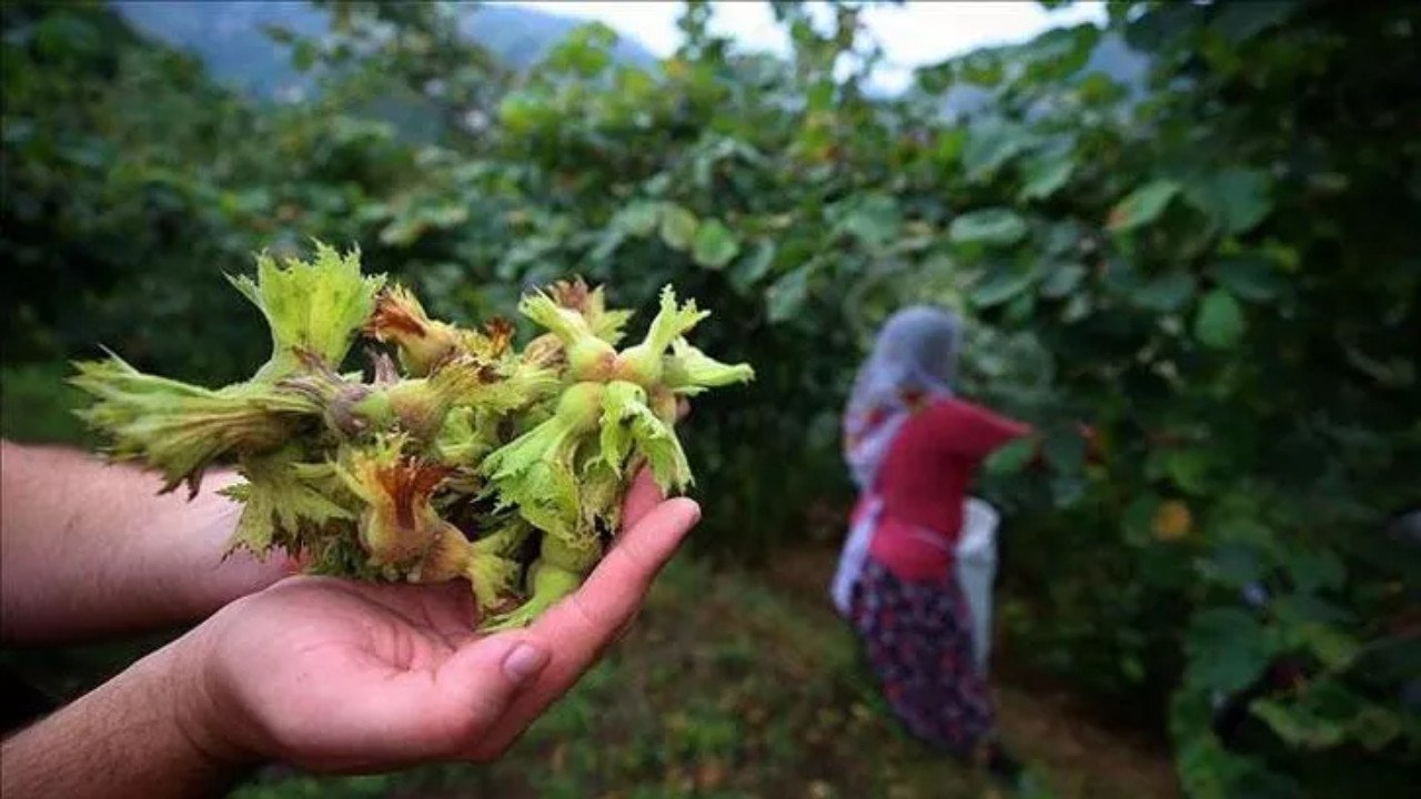 Fındık Yevmiye Ücretleri Belli Oldu! Trabzon, Giresun, Ordu, Samsun, Düzce Fındık Yevmiyeleri!