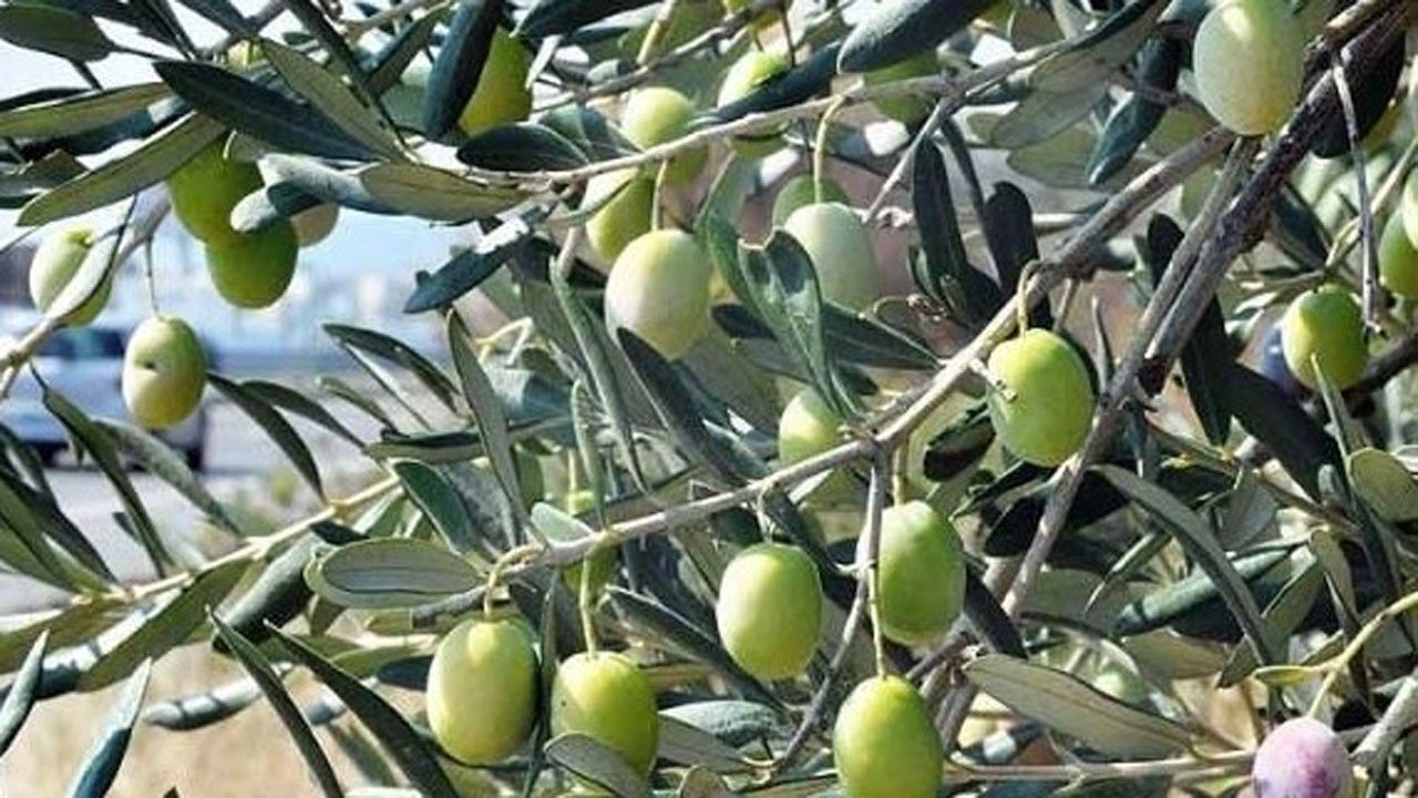 Zeytin yerken buna dikkat ediyor musunuz? Şifa kaynağı zeytinin bilinmeyen zararı!