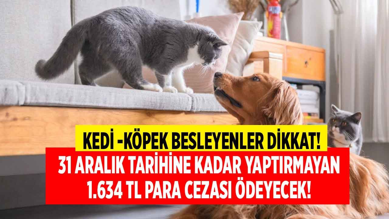 Evinde kedi köpek besleyenler dikkat! 31 Aralık tarihine kadar yaptırmayanlar 1634 TL para cezası ödeyecek