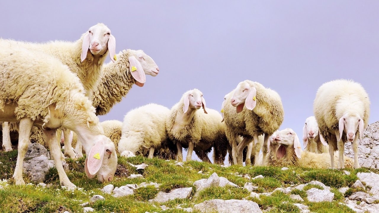 Reforme koyunlarda ihale ile satış! Koyunlar 3000 TL’ye satılacak!