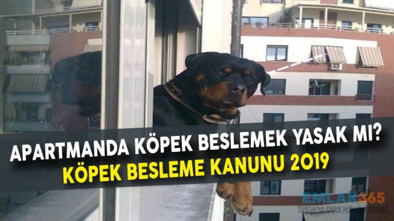 Apartmanda Köpek Beslemek Yasak Mı? Apartmanda Köpek Besleme Kanunu 2019