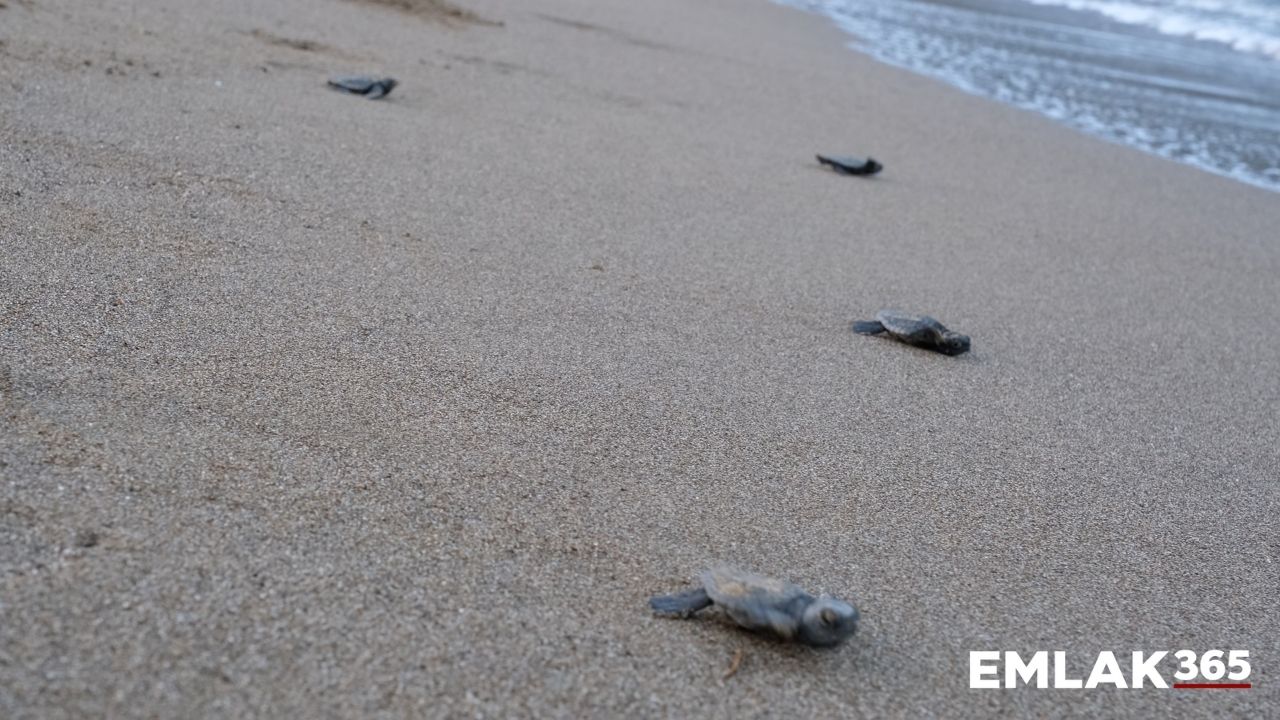 Çevre Bakanlığı korumasında yumurtadan denize yolculuk!