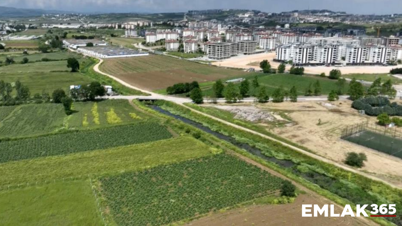 Hasanağa'da enginar tarlaları beton baskısıyla karşı karşıya