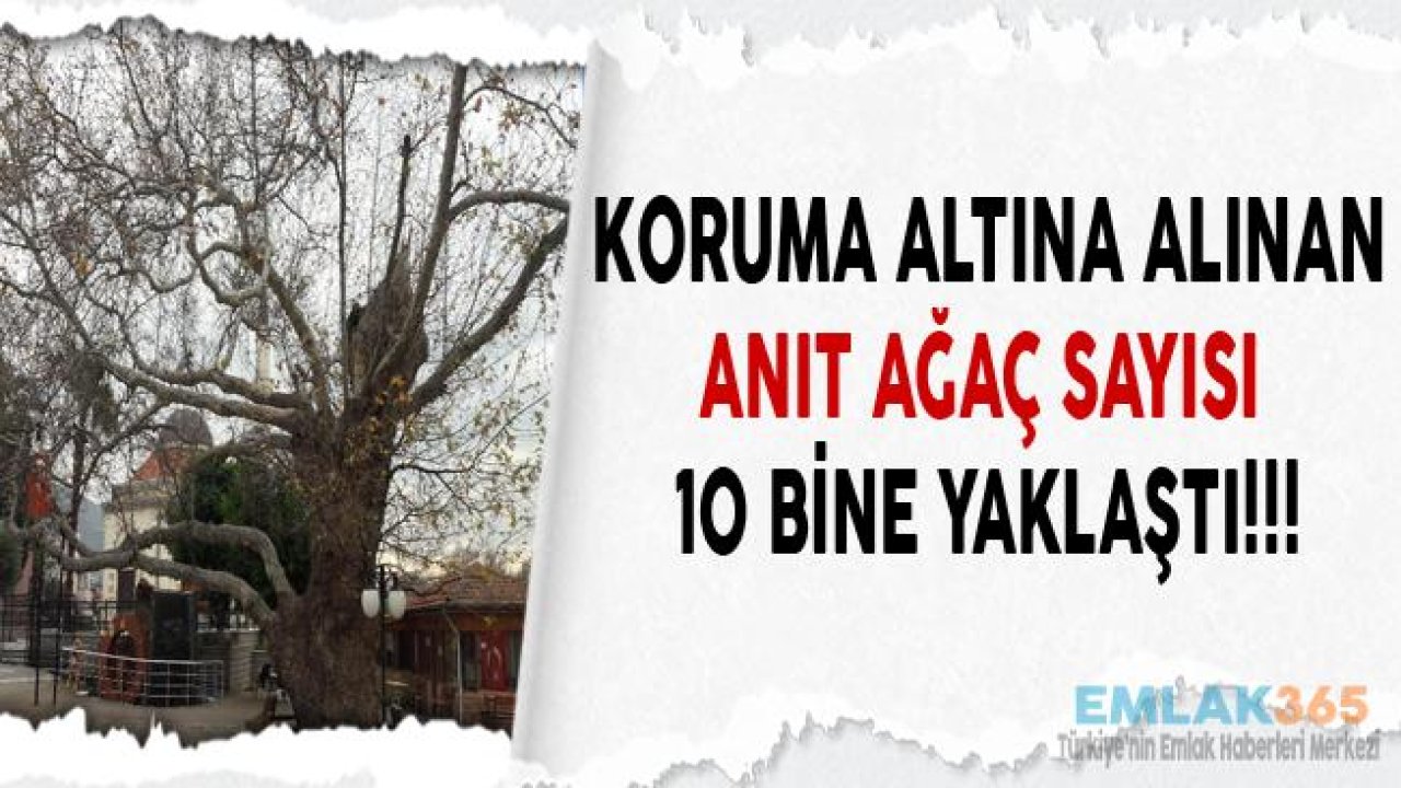 Türkiye'de Koruma Altına Alınan Anıt Ağaç Sayısı 10 Bine Yaklaştı!