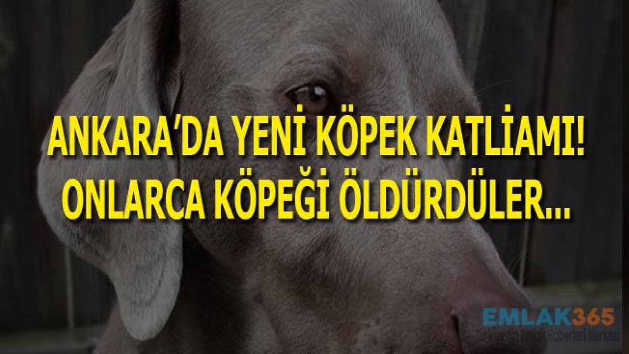 Ankara Çubuk'ta Yeni Köpek Katliamı! Hayvanları Koruma Kanunu Ne Zaman Çıkacak!