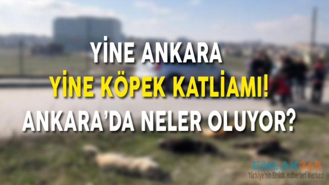 Ankara'da Yeni Köpek Katliamı, Köpekleri Zehirli Sosislerle Katlettiler!